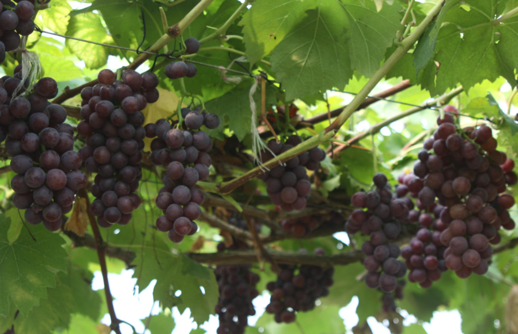 家里适合种什么水果