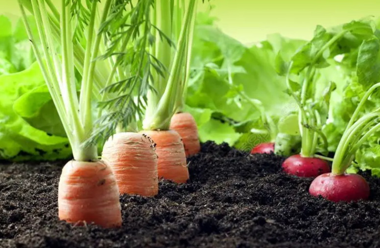 秋季适合种什么蔬菜