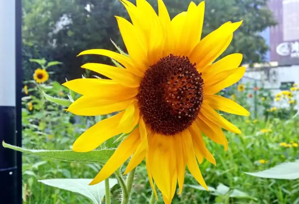 院里适合种什么花