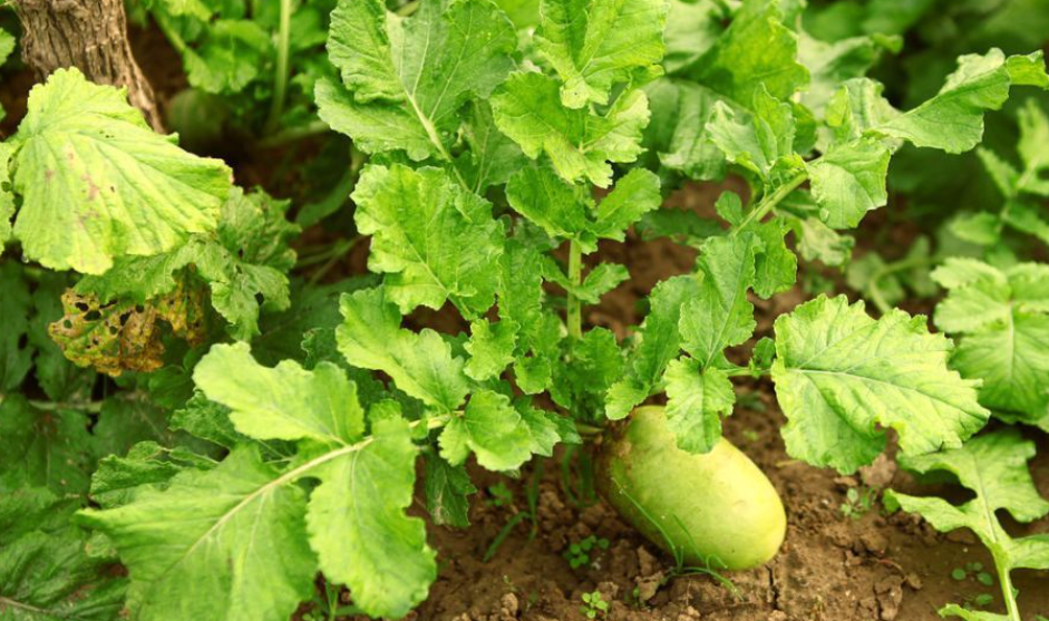 三月适合种什么蔬菜