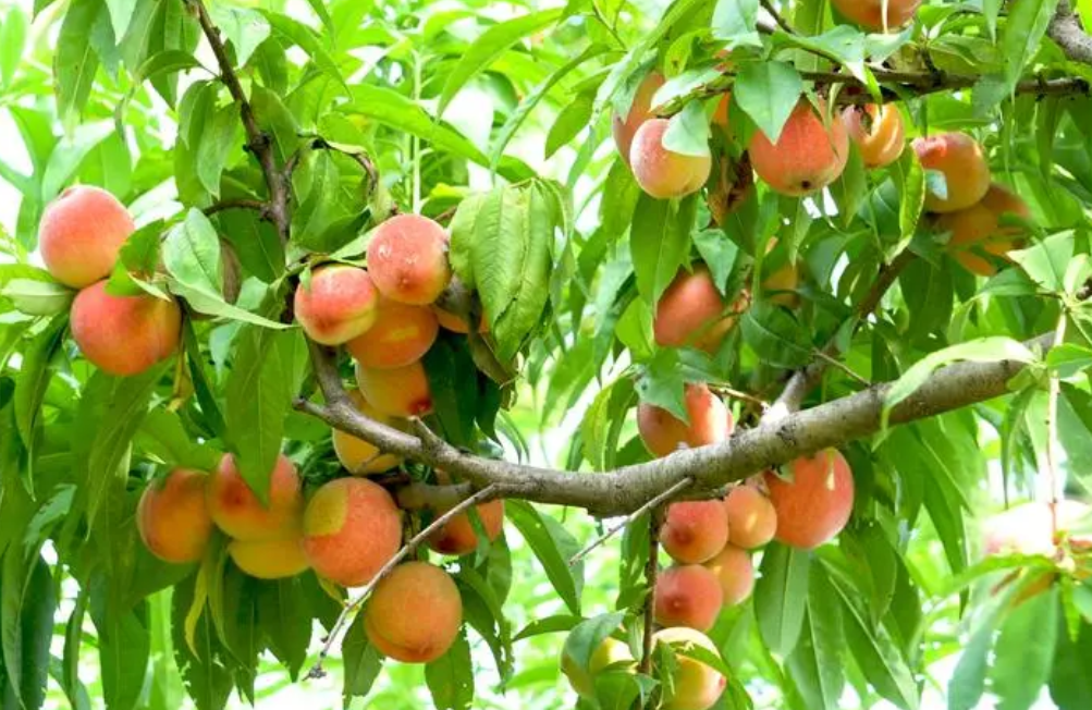 湖北适合种什么果树