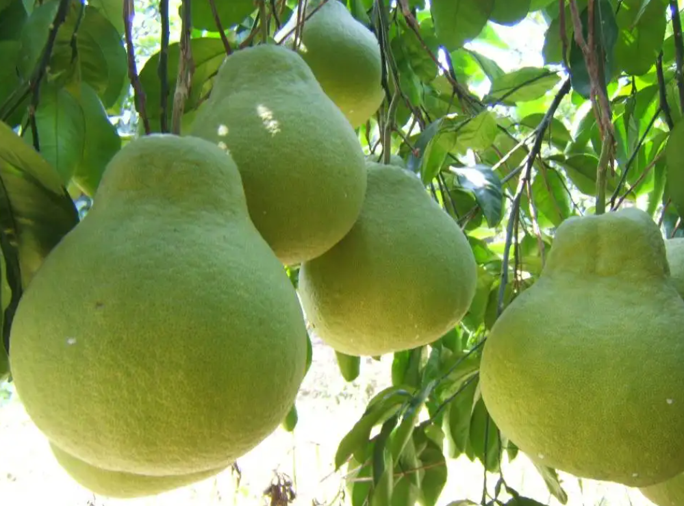 湖南适合种什么水果