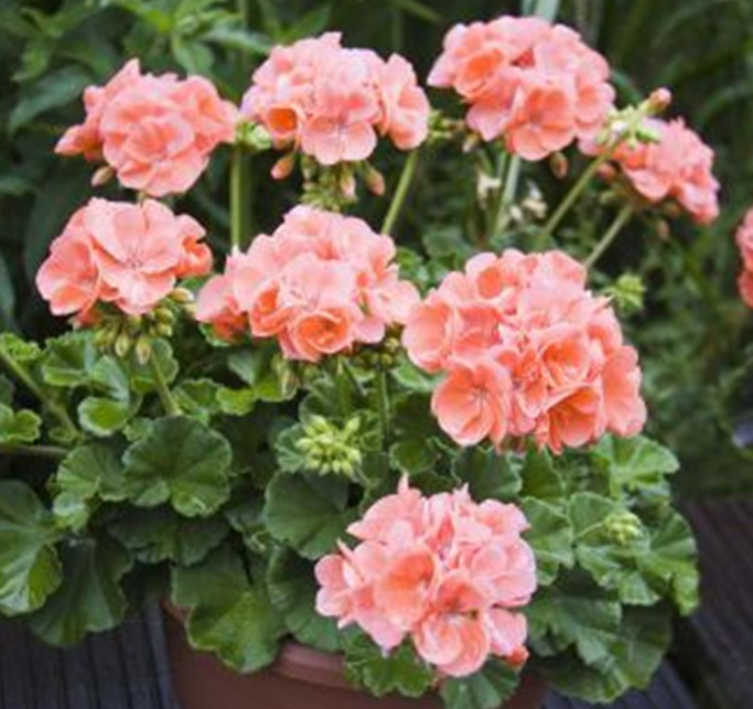 秋天适合种什么植物