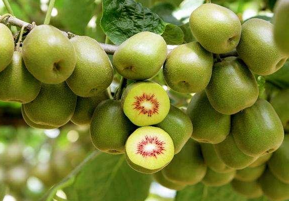 四川适合种什么水果