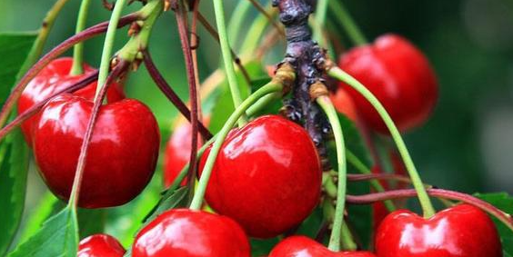 春天适合种什么水果