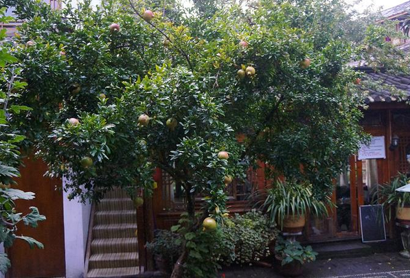 家门口适合种什么树