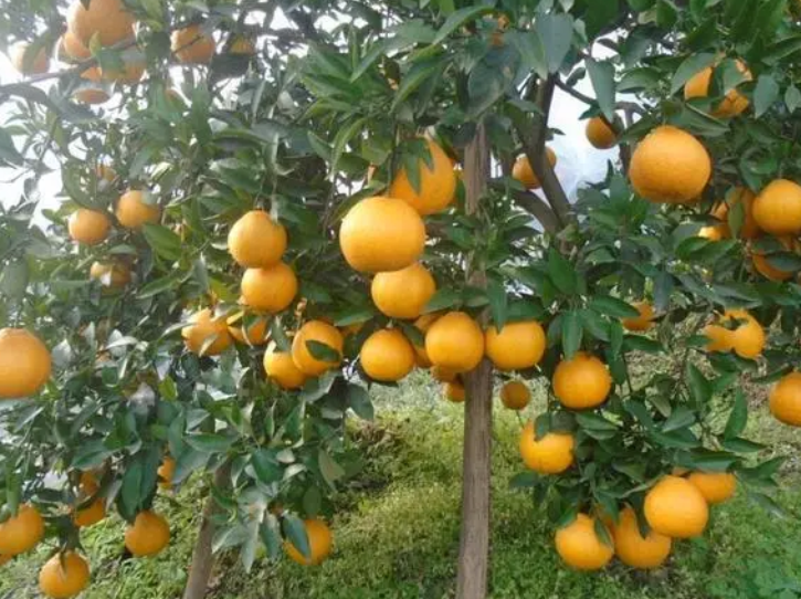 四川适合种什么果树