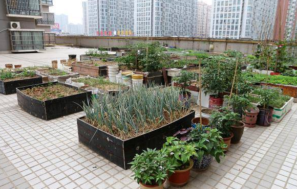 楼顶适合种什么植物