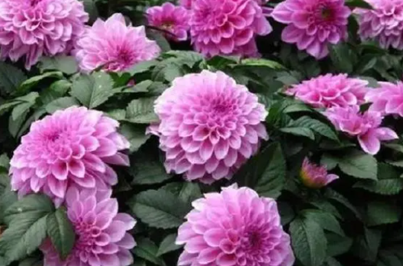 山东适合种什么花