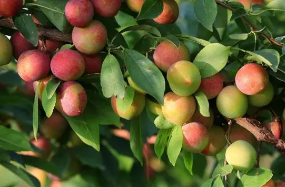 河南适合种什么水果