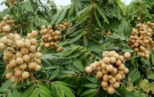 广西适合种什么水果