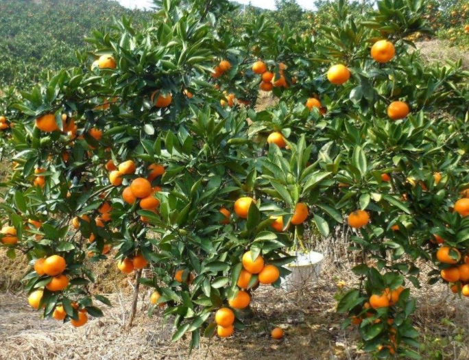 江西适合种什么果树