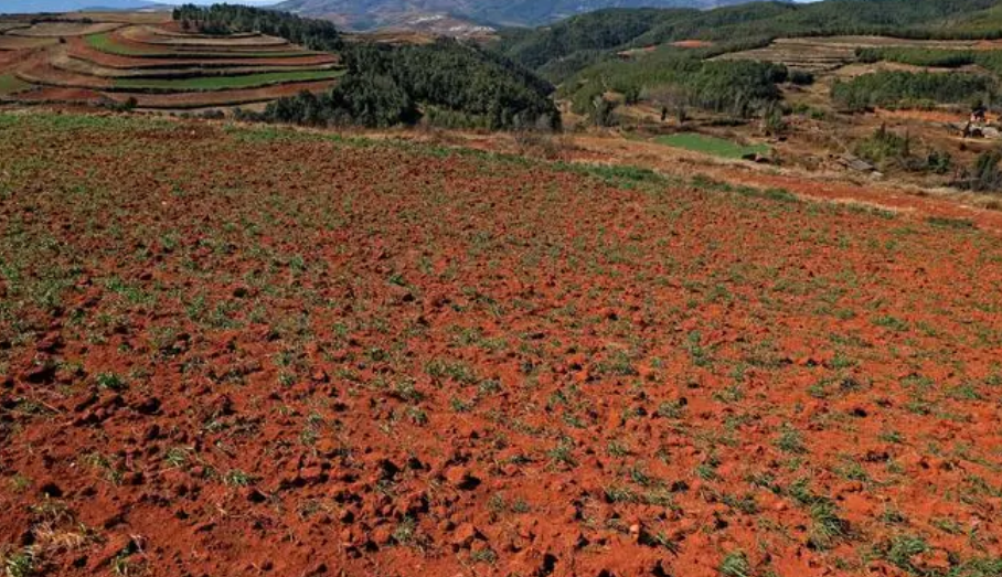 红土地适合种什么