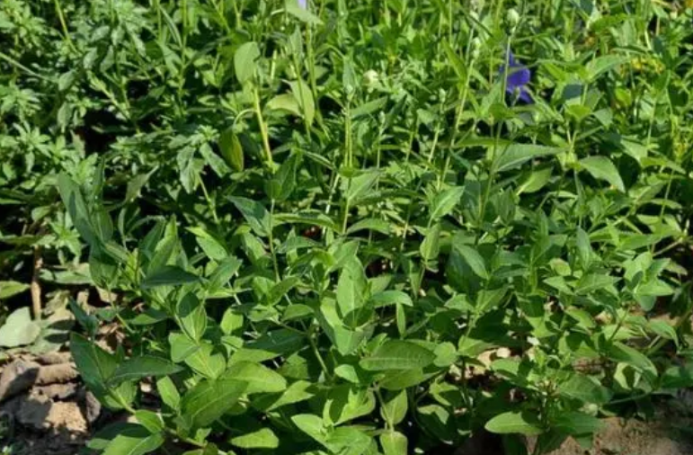 河南适合种什么药材