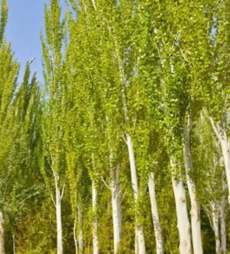 杨树可以嫁接什么树