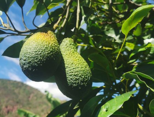 云南适合种什么水果