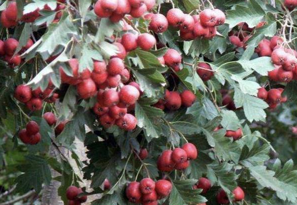 东北适合种什么果树