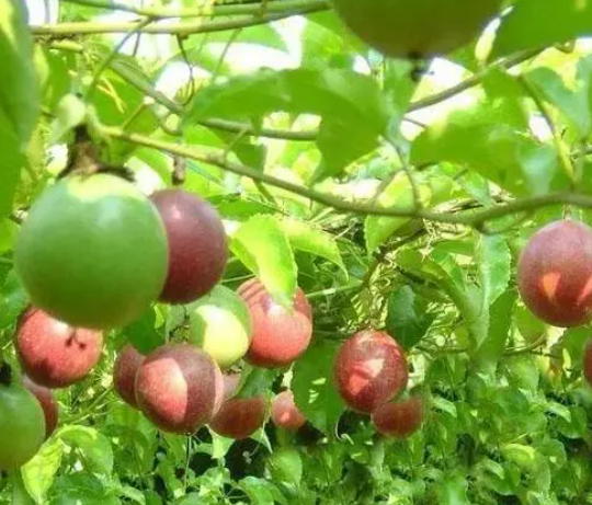 广西适合种什么果树