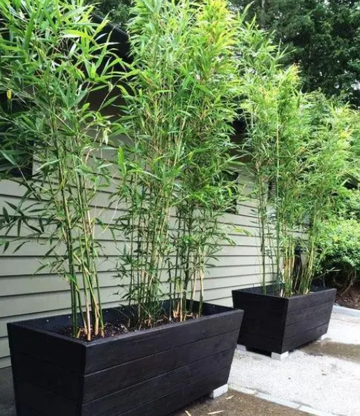 庭院适合种什么竹子