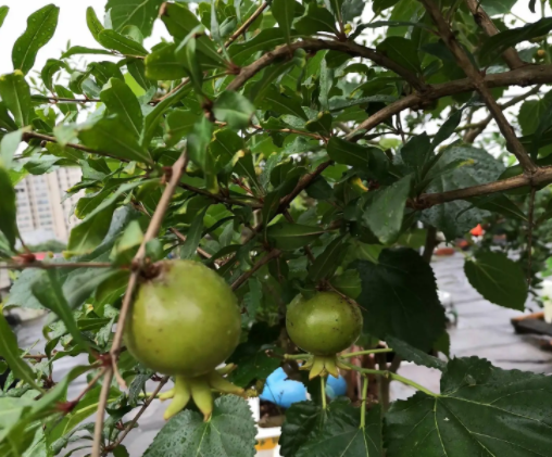 楼顶适合种什么果树