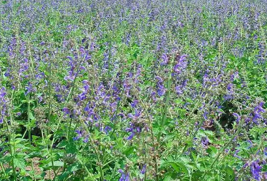 北方适合种什么药材