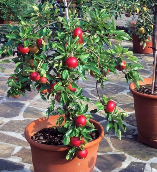 院子里适合种什么果树