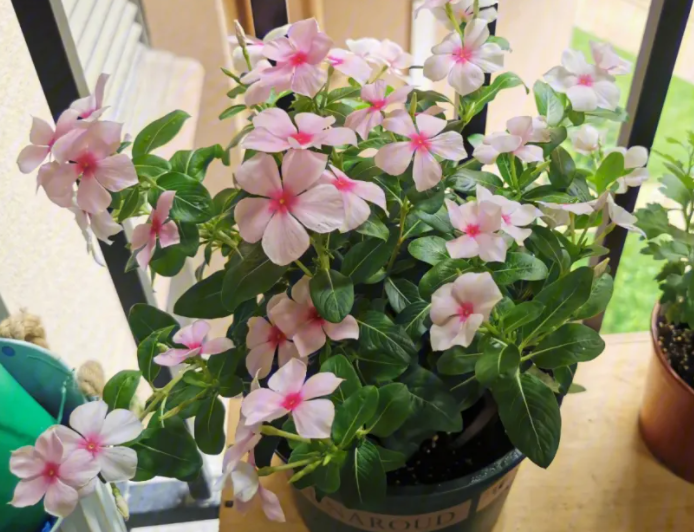 阳台上适合种什么花