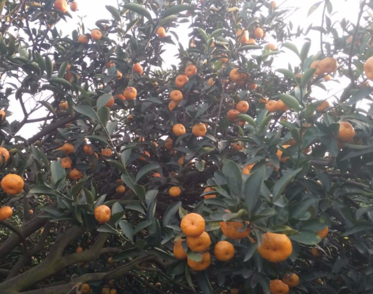 江西适合种什么水果