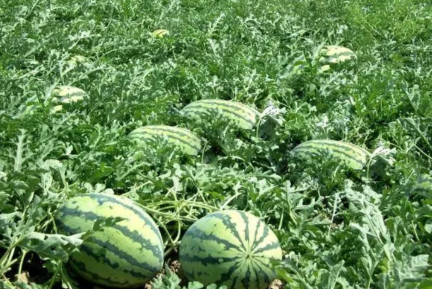 西瓜适合什么时候种