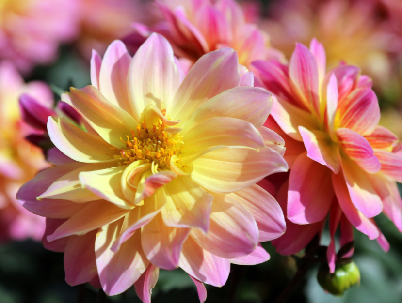 10月适合种什么花