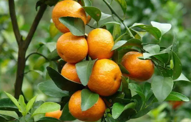 福建适合种什么水果