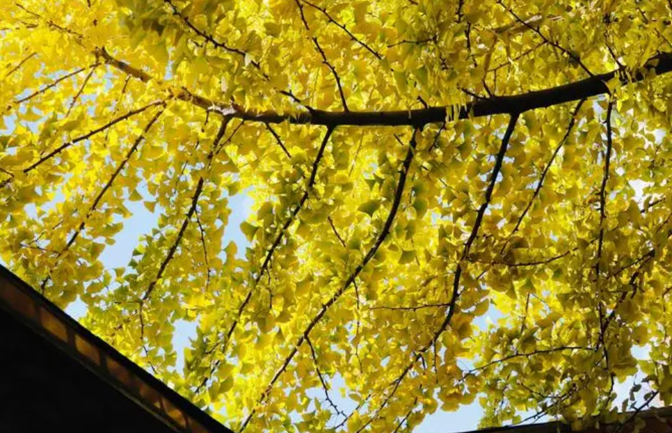 校园适合种什么树