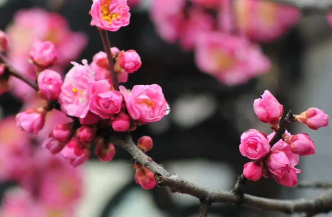 浙江适合种什么花