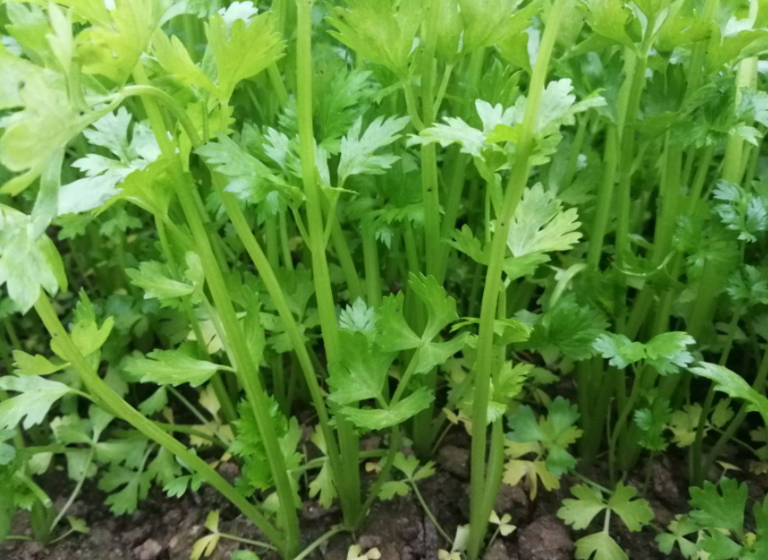 10月份适合种什么菜