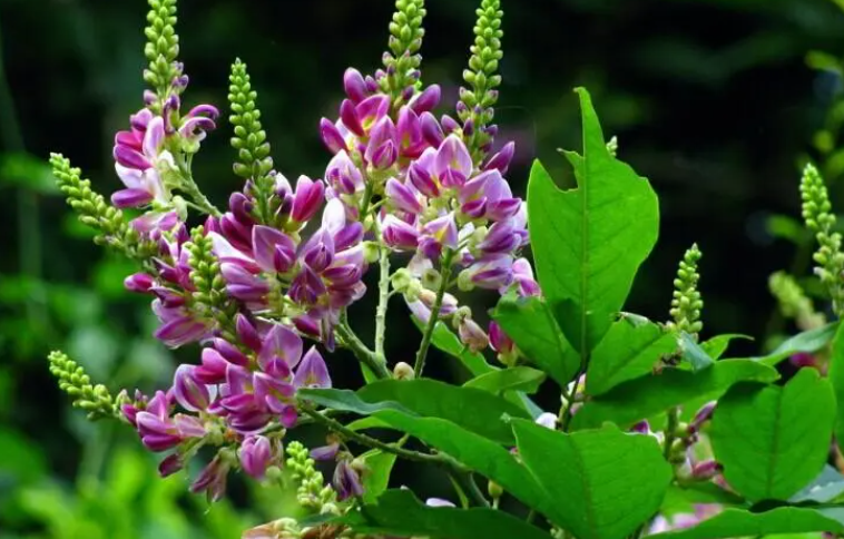 四川适合种什么药材