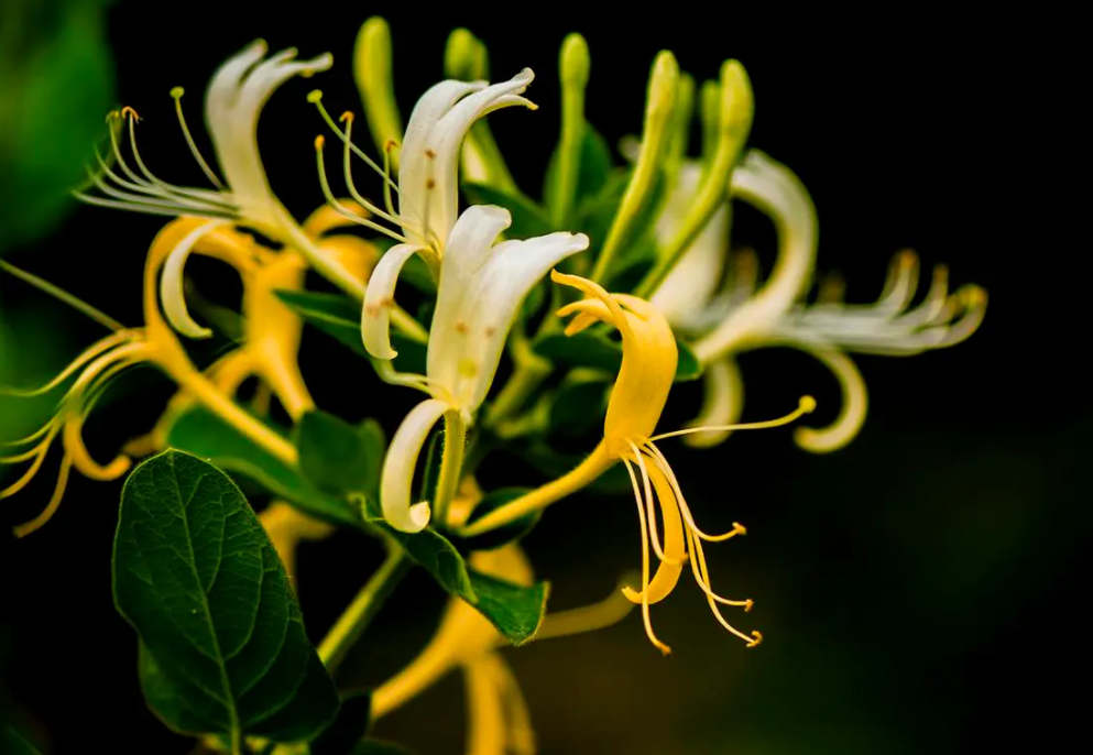 广西适合种什么药材