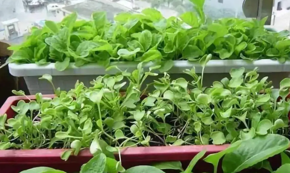 阳台上适合种什么菜