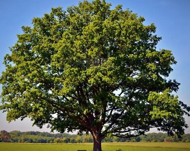 现在适合种什么树