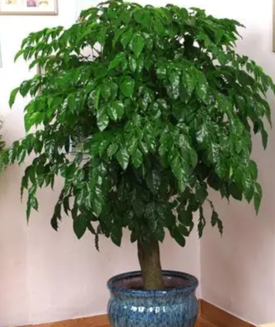 家中适合种什么树