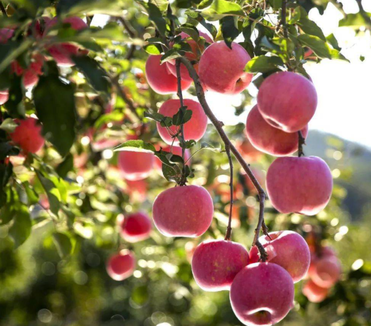 山东适合种什么水果