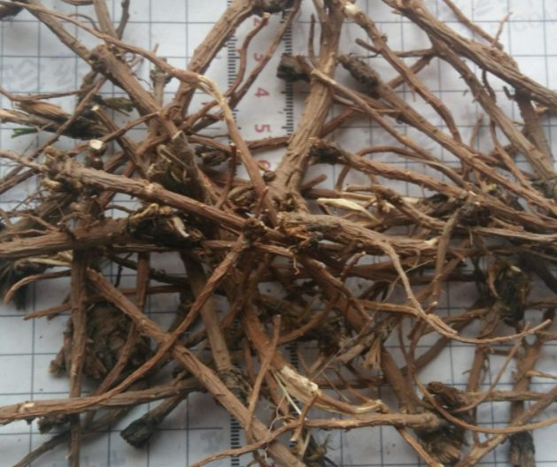 山西适合种什么药材