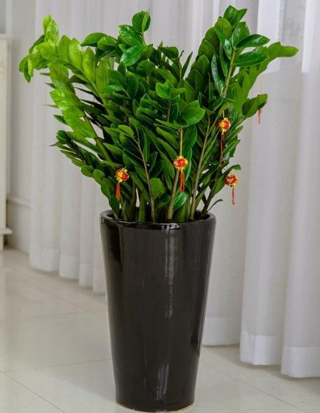 高盆适合种什么植物