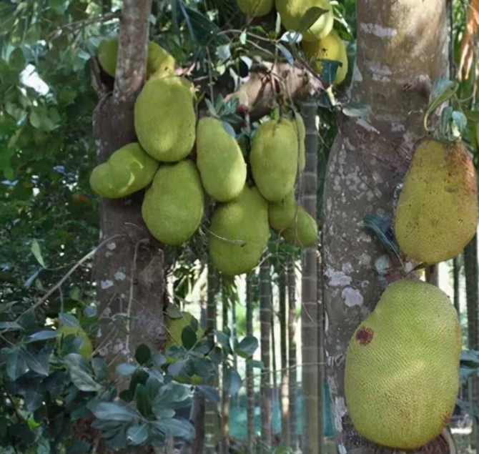 海南适合种什么水果