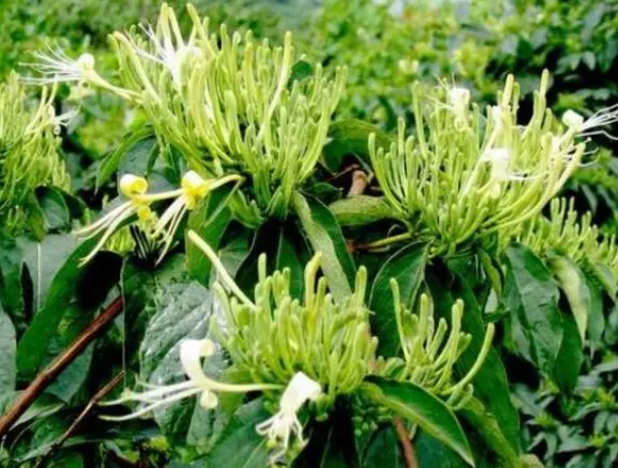 南方适合种什么药材