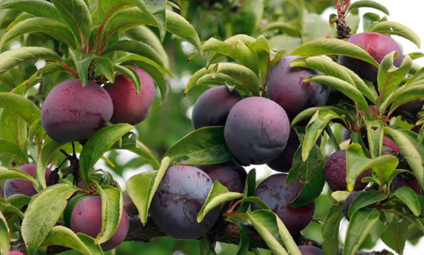 浙江适合种什么水果