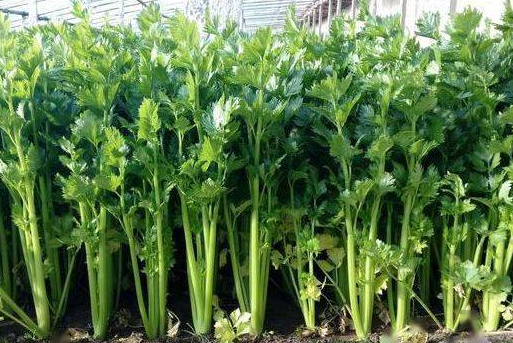 9月份适合种什么蔬菜