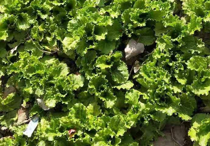 三月份适合种什么蔬菜