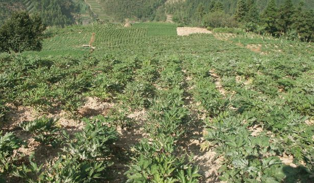 山地适合种什么药材