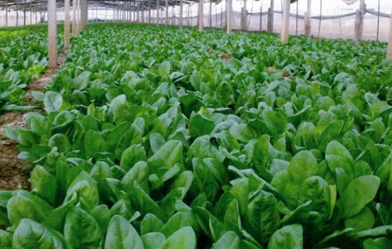 3月份适合种什么蔬菜