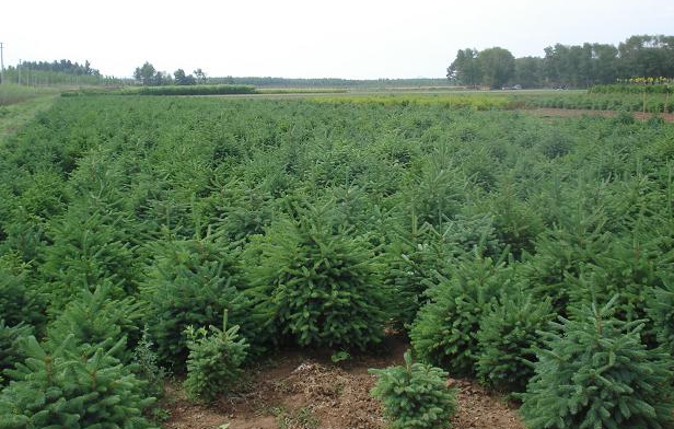 沙地适合种什么树